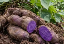 ₱2.1-B US grant para sa industriya ng ube, pakikinabangan ng mahigit 12,500 magsasaka