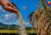 Presyo ng produktong agrikultural, posibleng tumaas
