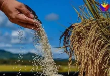 Presyo ng produktong agrikultural, posibleng tumaas