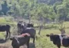 Kauna-unahang kaso ng Shamonda virus sa tao, naitala sa France; pasyente, nasawi