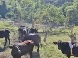 Kauna-unahang kaso ng Shamonda virus sa tao, naitala sa France; pasyente, nasawi