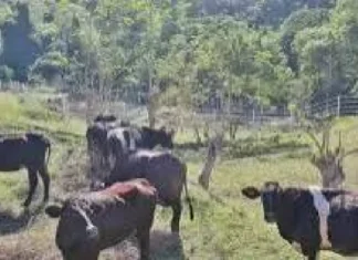Kauna-unahang kaso ng Shamonda virus sa tao, naitala sa France; pasyente, nasawi