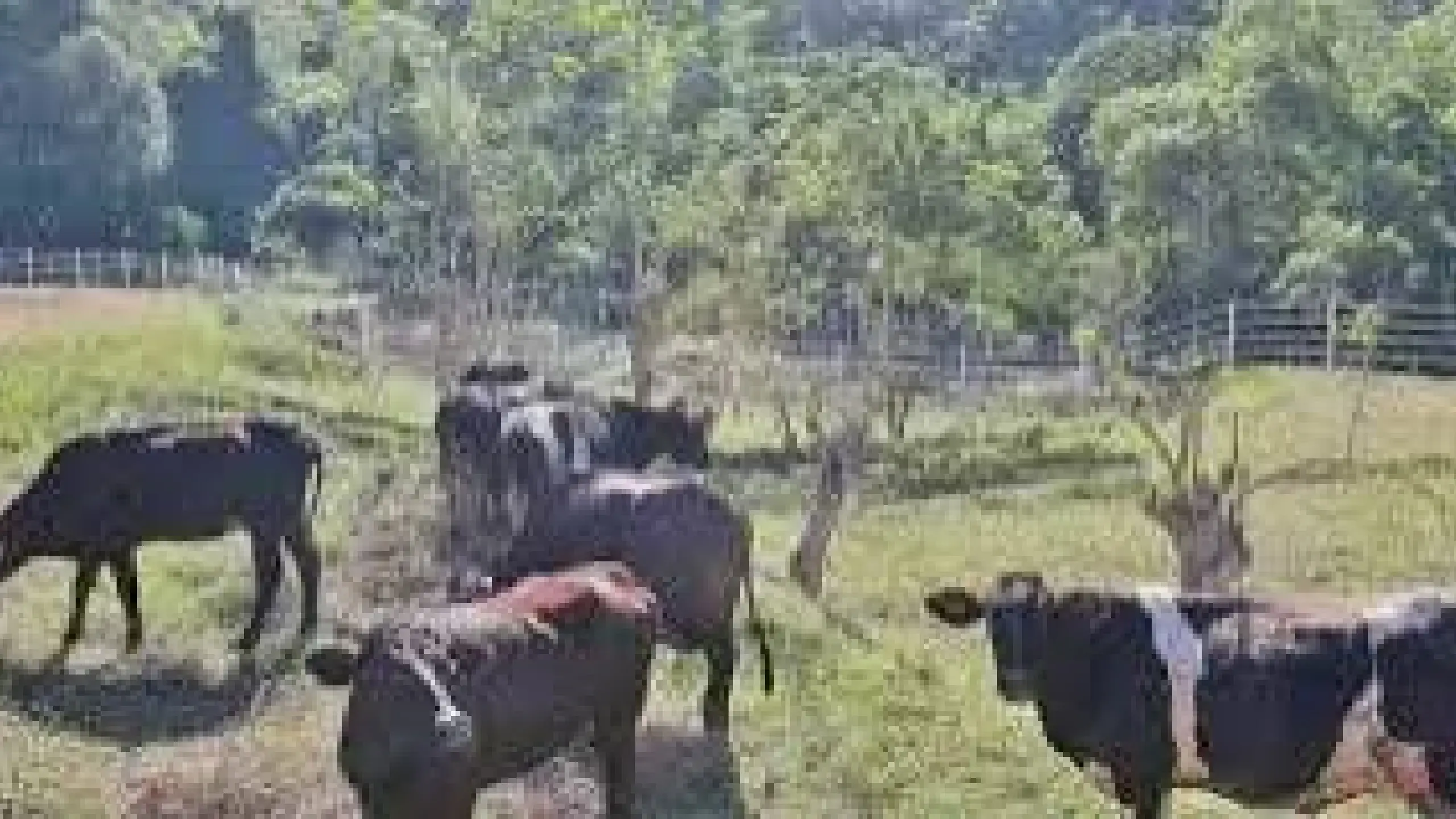 Kauna-unahang kaso ng Shamonda virus sa tao, naitala sa France; pasyente, nasawi