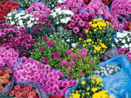 Dagsa na ang mga mamimili ng bulaklak sa Benguet bago ang Undas