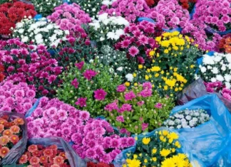 Dagsa na ang mga mamimili ng bulaklak sa Benguet bago ang Undas