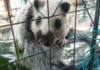 Endangered na kurimaong, nailigtas at pinakawalan sa kagubatan sa Cagayan
