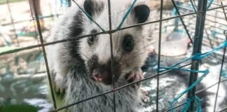 Endangered na kurimaong, nailigtas at pinakawalan sa kagubatan sa Cagayan