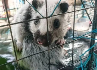 Endangered na kurimaong, nailigtas at pinakawalan sa kagubatan sa Cagayan
