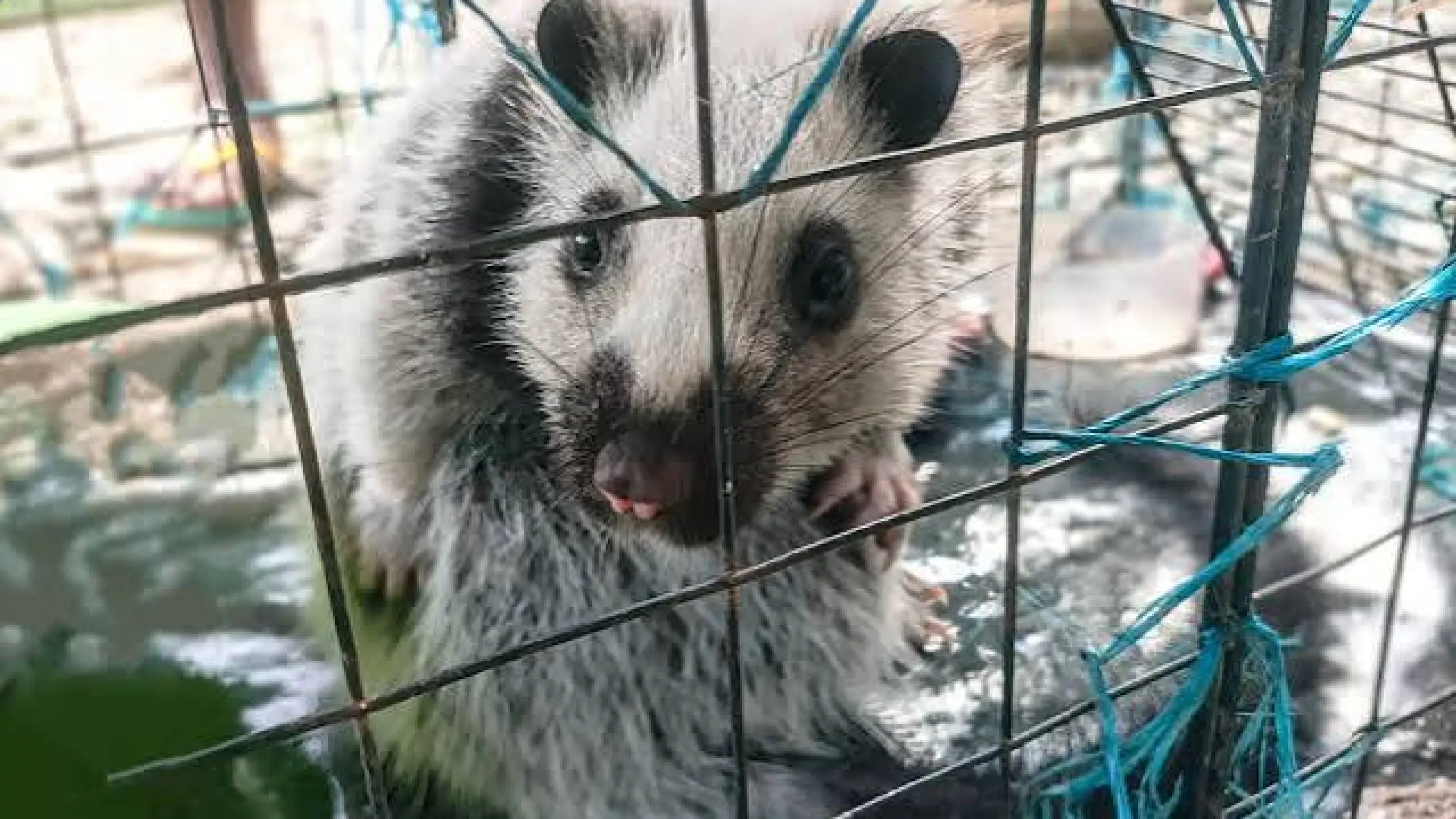 Endangered na kurimaong, nailigtas at pinakawalan sa kagubatan sa Cagayan