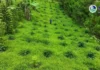 ₱1.62 bilyon, iminungkahi ng Department of Budget and Management para sa Expanded National Greening Program sa 2027