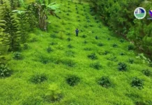 ₱1.62 bilyon, iminungkahi ng Department of Budget and Management para sa Expanded National Greening Program sa 2027