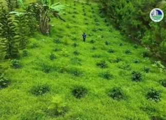₱1.62 bilyon, iminungkahi ng Department of Budget and Management para sa Expanded National Greening Program sa 2027