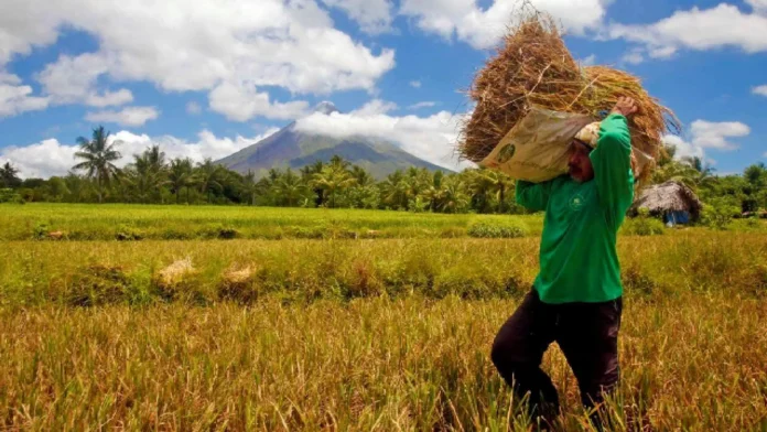 PALAY