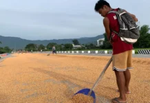 PBBM, itinaas sa 500,000 metric tons ang quota sa imported corn sa kabila ng pangamba ng mga magsasaka