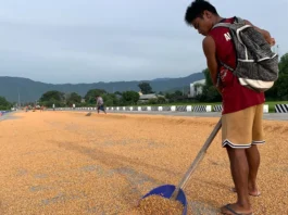 PBBM, itinaas sa 500,000 metric tons ang quota sa imported corn sa kabila ng pangamba ng mga magsasaka