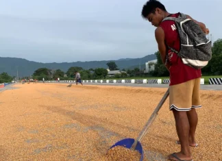 PBBM, itinaas sa 500,000 metric tons ang quota sa imported corn sa kabila ng pangamba ng mga magsasaka