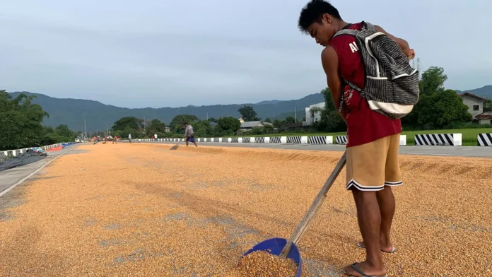 PBBM__itinaas_sa_500_000_metric_tons_ang_quota_sa_imported_corn_sa_kabila_ng_pangamba_ng_mga_magsasaka