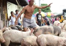 Mga hog trader, nagsagawa ng tatlong araw na tigil-benta ng baboy bilang protesta sa importasyon