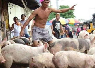 Mga hog trader, nagsagawa ng tatlong araw na tigil-benta ng baboy bilang protesta sa importasyon