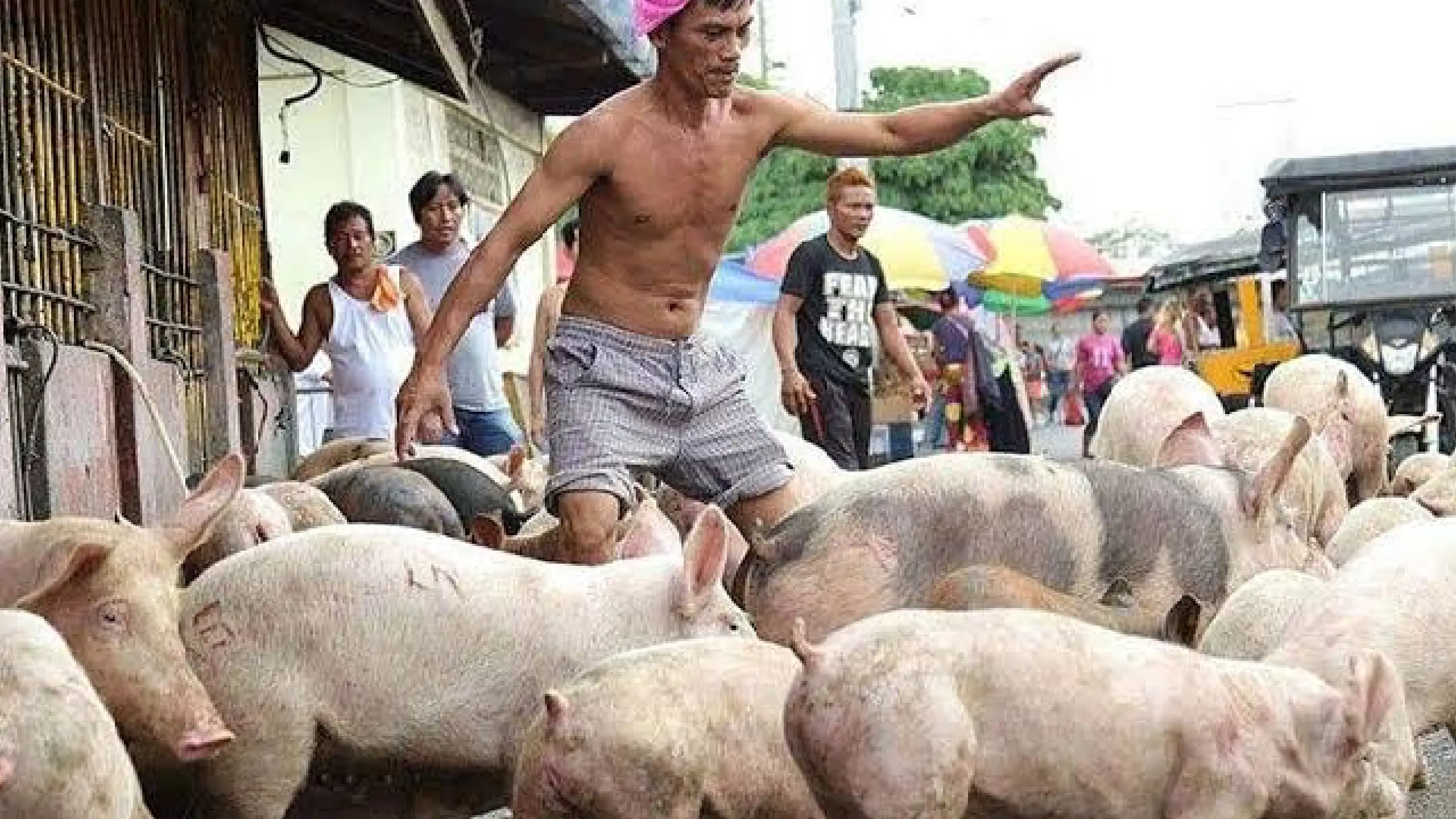 Mga hog trader, nagsagawa ng tatlong araw na tigil-benta ng baboy bilang protesta sa importasyon