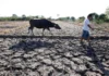 Pinsala sa agrikultura dahil sa El Niño, umabot na sa ₱8.57 bilyon