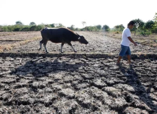 Pinsala sa agrikultura dahil sa El Niño, umabot na sa ₱8.57 bilyon