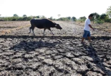 Pinsala sa agrikultura dahil sa El Niño, umabot na sa ₱8.57 bilyon