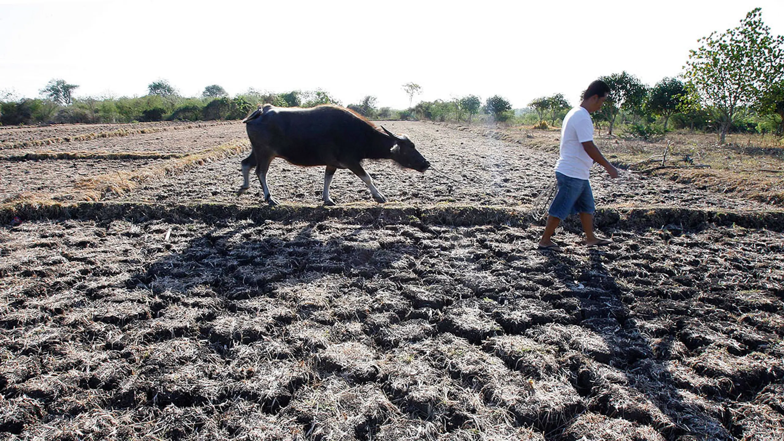 Pinsala sa agrikultura dahil sa El Niño, umabot na sa ₱8.57 bilyon