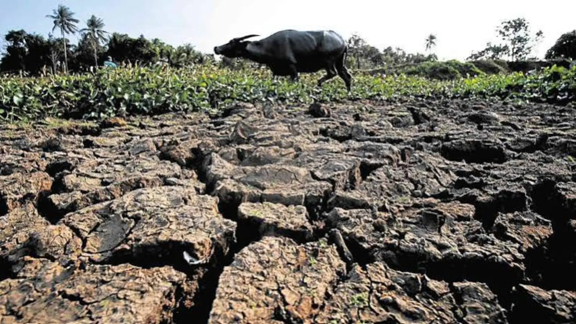 Super El Niño, posibleng magdulot ng ₱20-B pagkalugi sa agrikultura; 4.6-M magsasaka at mangingisda, apektado