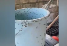 IPA-BOMBO MO! Problema sa pagdami ng langaw sa Enrile, Cagayan inuugnay sa poultry farm sa Sta. Maria, Isabela