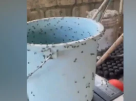 IPA-BOMBO MO! Problema sa pagdami ng langaw sa Enrile, Cagayan inuugnay sa poultry farm sa Sta. Maria, Isabela