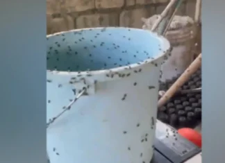 IPA-BOMBO MO! Problema sa pagdami ng langaw sa Enrile, Cagayan inuugnay sa poultry farm sa Sta. Maria, Isabela