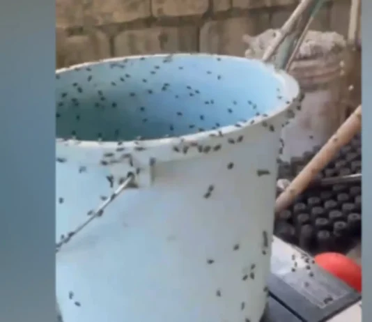 IPA-BOMBO MO! Problema sa pagdami ng langaw sa Enrile, Cagayan inuugnay sa poultry farm sa Sta. Maria, Isabela