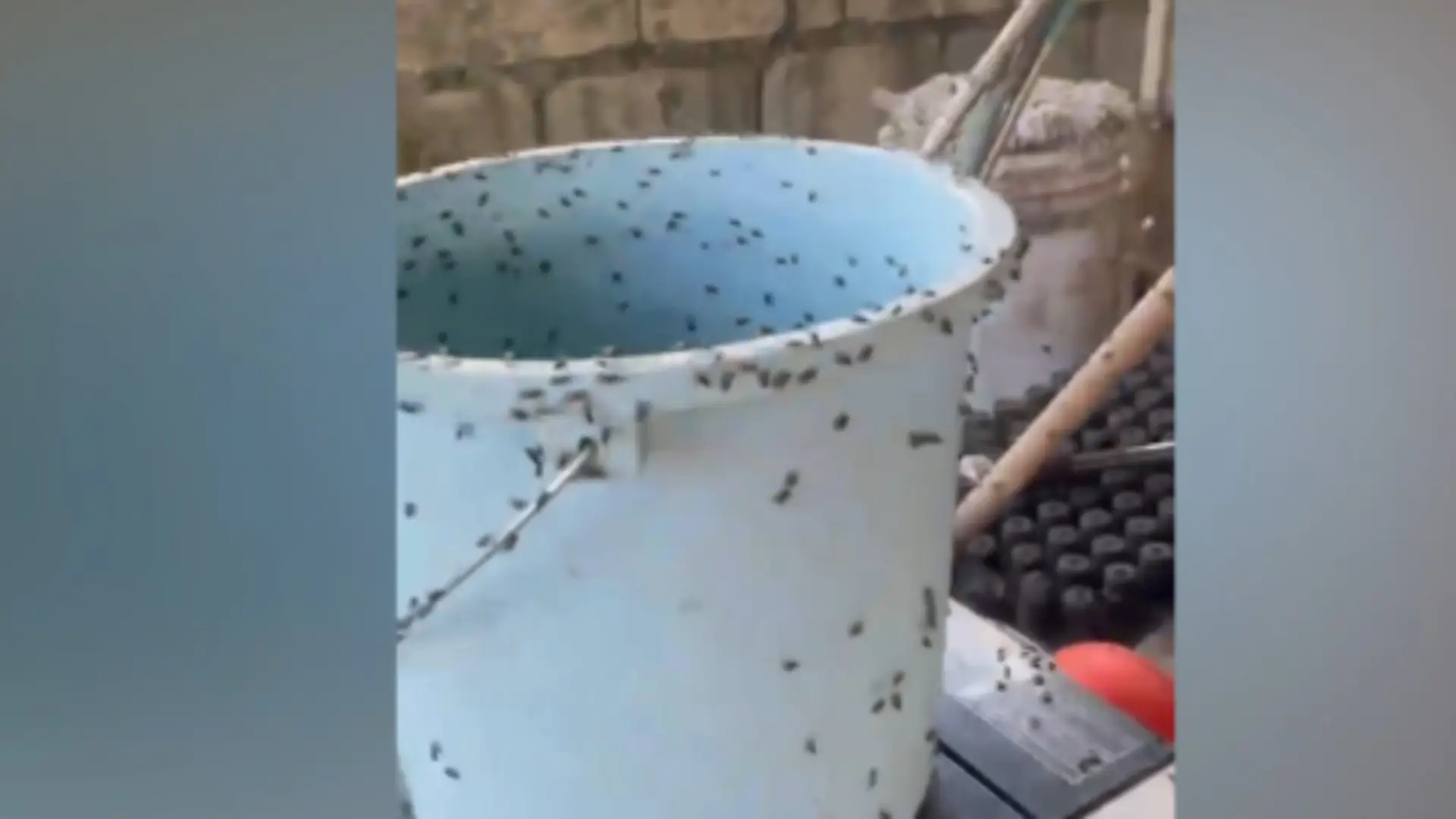 IPA-BOMBO MO! Problema sa pagdami ng langaw sa Enrile, Cagayan inuugnay sa poultry farm sa Sta. Maria, Isabela