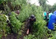 Rinibo a poon iti marijuana, dinadael dagiti otoridad idiay Sugpon