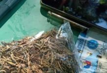Ebidensiya a naala kadagiti 3 nga estudyante a nakemmeg iti buy-bust operation, napaneknekan a marijuana