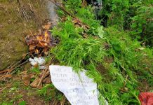 PHP 500K a gatad ti marijuana, pinarut dagiti pannakabagi ti linteg iti ili ti Sugpon