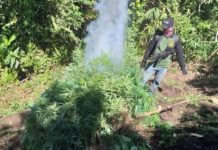 2.6 milion a pisos a gatad ti fully grown marijuana, dinadael dagiti operatiba