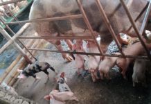 Bilang dagiti hog raiser a naapektaran iti African Swine Fever iti ili ti San Emilio, umaboten iti duapulo ket pito