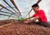 Presio ti kape iti Pilipinas, posible a ngumina gapu iti kinakurang ti suplay