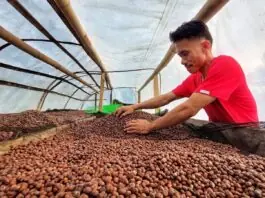 Presio ti kape iti Pilipinas, posible a ngumina gapu iti kinakurang ti suplay
