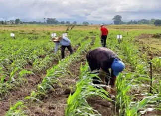 Pastrek a mabalin a mapukaw iti agrikultura gapu iti super El Niño, mapatta-patta nga umabot iti P20 billion; 4.6 million a mannalon ken mangngalap, apektado