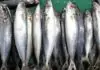 Closed fishing season iti Galunggong, maipatuntgpal idiay amianan a daya a Palawan