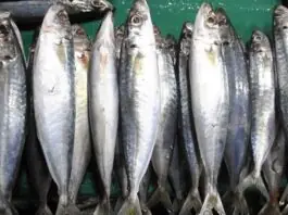 Closed fishing season iti Galunggong, maipatuntgpal idiay amianan a daya a Palawan