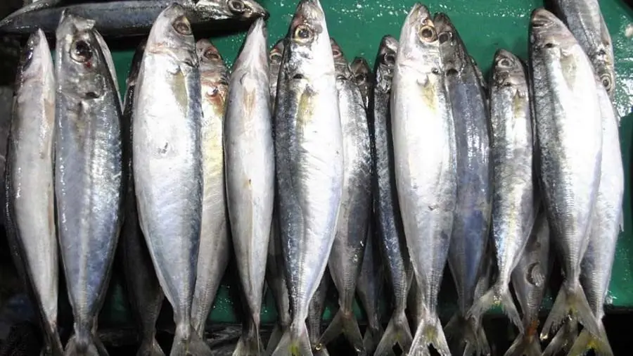 Closed fishing season iti Galunggong, maipatuntgpal idiay amianan a daya a Palawan