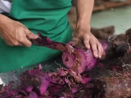 US Department of Agriculture, nailatang iti P2-B para iti ube industry ti Pilipinas