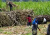 SRA, isingsingasingda ti nabab-baba a buwis kadagiti nasam-it a mainom tapno salwadan ti lokal nga industria ti asukar