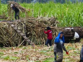 SRA, isingsingasingda ti nabab-baba a buwis kadagiti nasam-it a mainom tapno salwadan ti lokal nga industria ti asukar