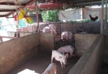 (Update) Dua a lalaki a nanglimlimo ti maysa a negosiante iti ili ti Bantay, sumangsango ti kaso nga Estafa