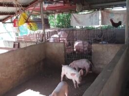 (Update) Dua a lalaki a nanglimlimo ti maysa a negosiante iti ili ti Bantay, sumangsango ti kaso nga Estafa